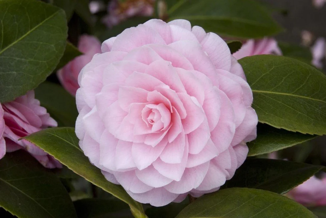 A Japanese Camellia with Lovely Formal Double Pink Flowers